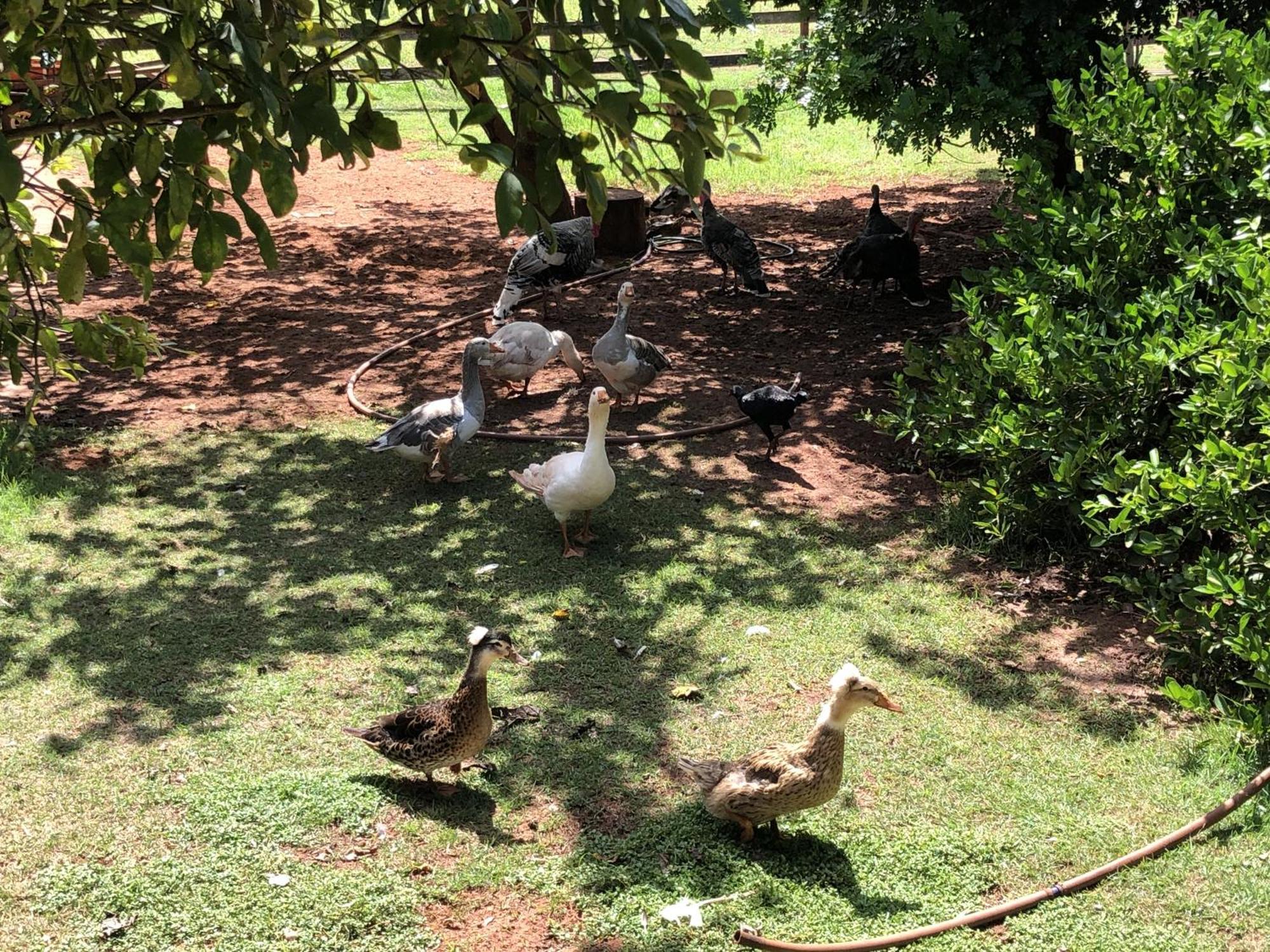 Hotel Fazenda Recanto Do Sossego Vila Glória Exteriör bild